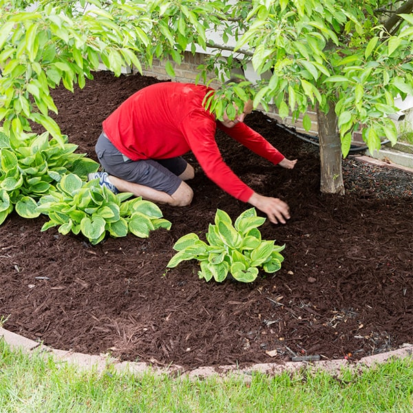 the cost of mulch installation varies depending on the size of the area being covered and the type of mulch chosen